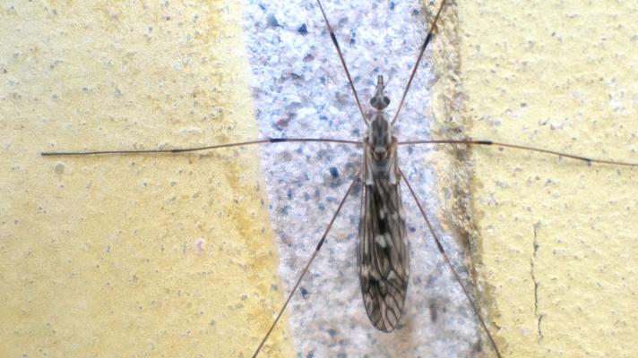 Tipula confusa