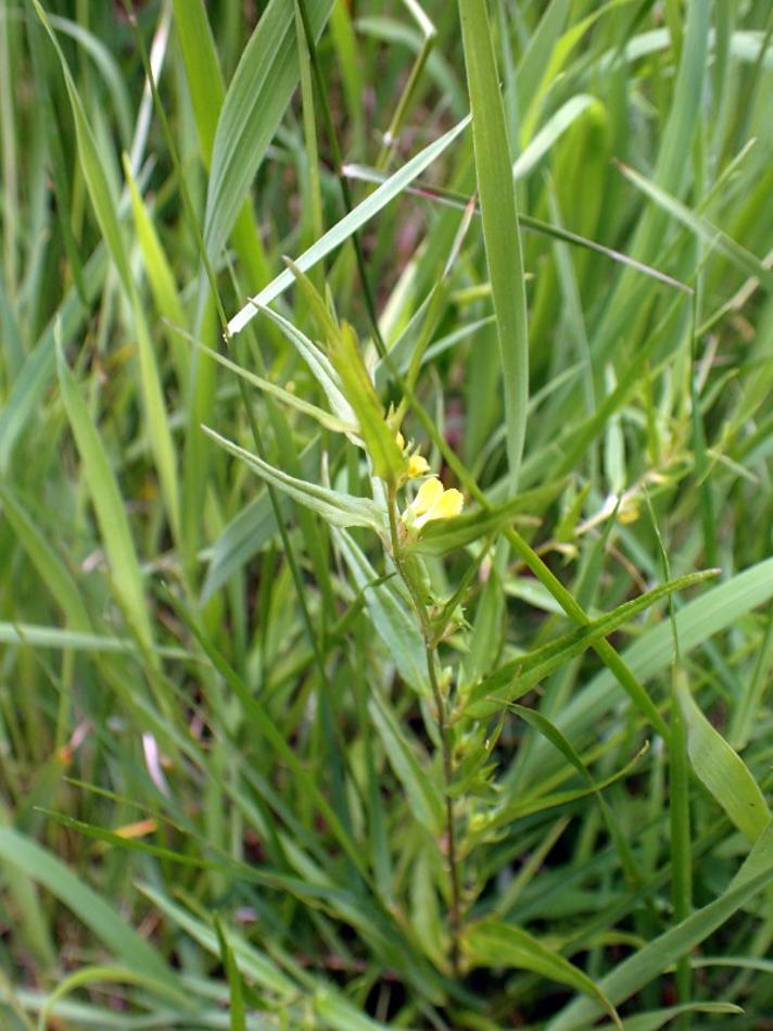 Skov-Kohvede (Melampyrum sylvaticum)