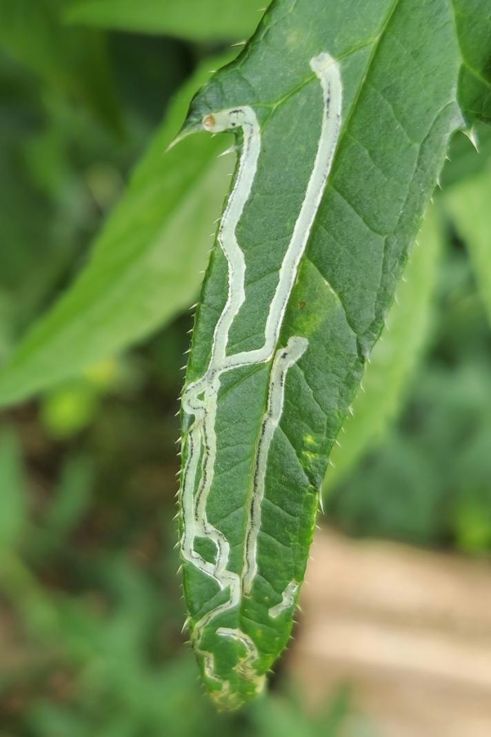 Phytomyza bipunctata