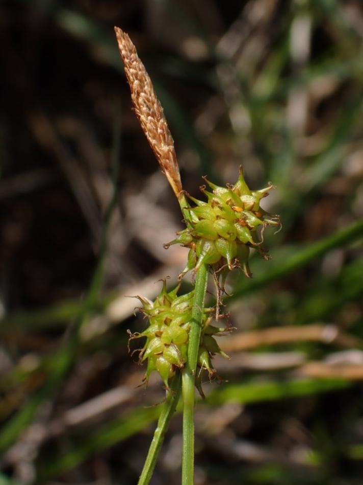 Krognæb-Star (Carex lepidocarpa)