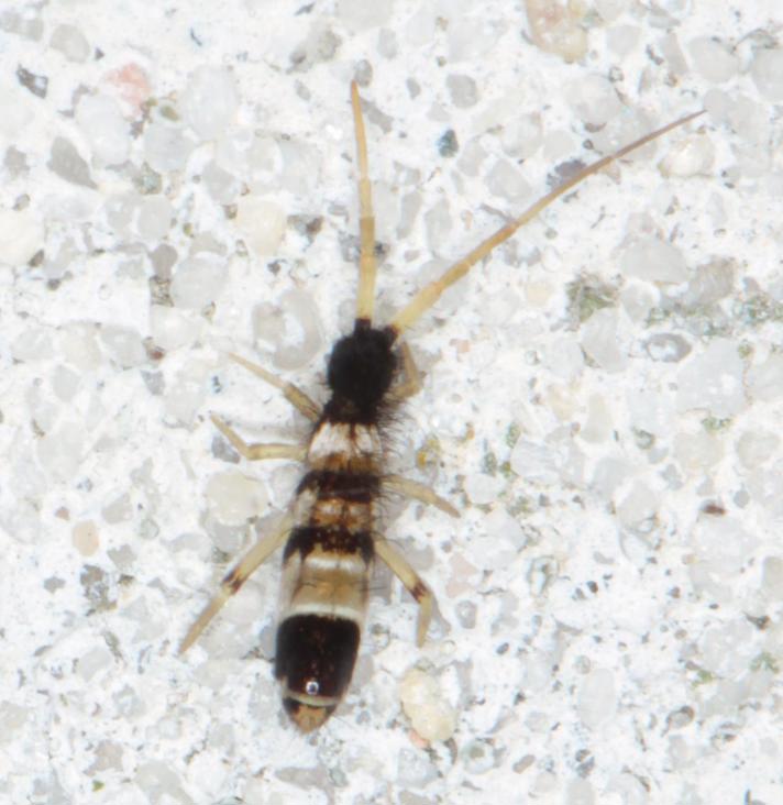 Orchesella spectabilis