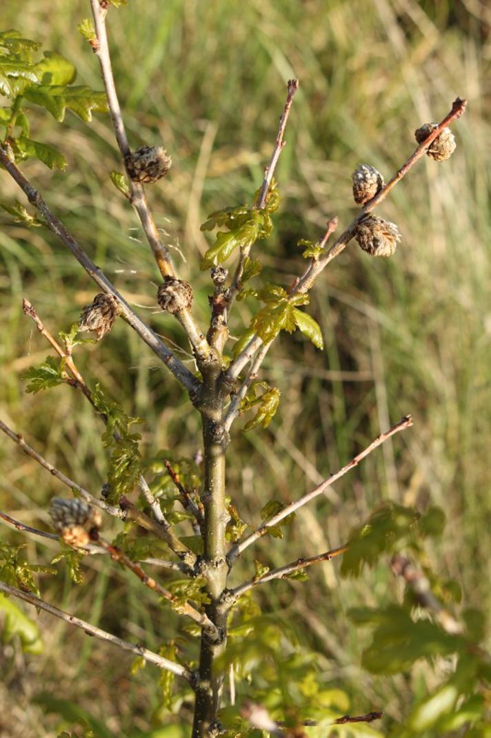 Artiskokgalhveps (Andricus foecundatrix)