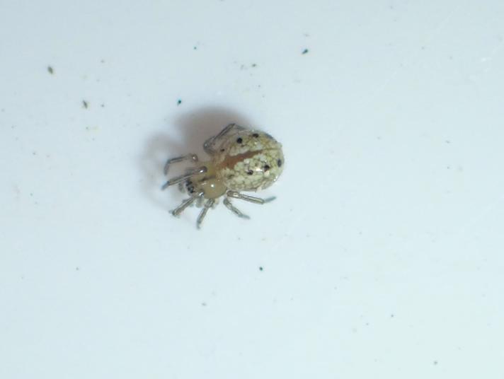 Perleedderkop sp. (Enoplognatha ovata/ E. latimana)