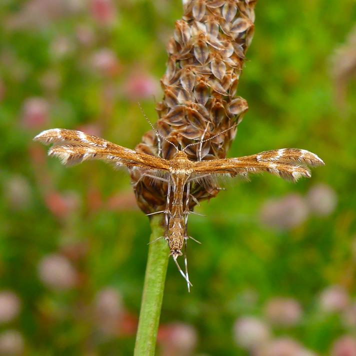 Oxyptilus pilosellae