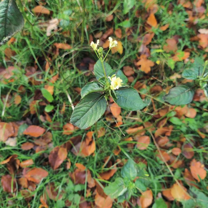 Småblomstret Balsamin