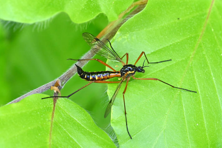 Ctenophora pectinicornis