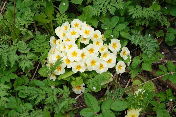 Storblomstret Kodriver (Primula vulgaris)