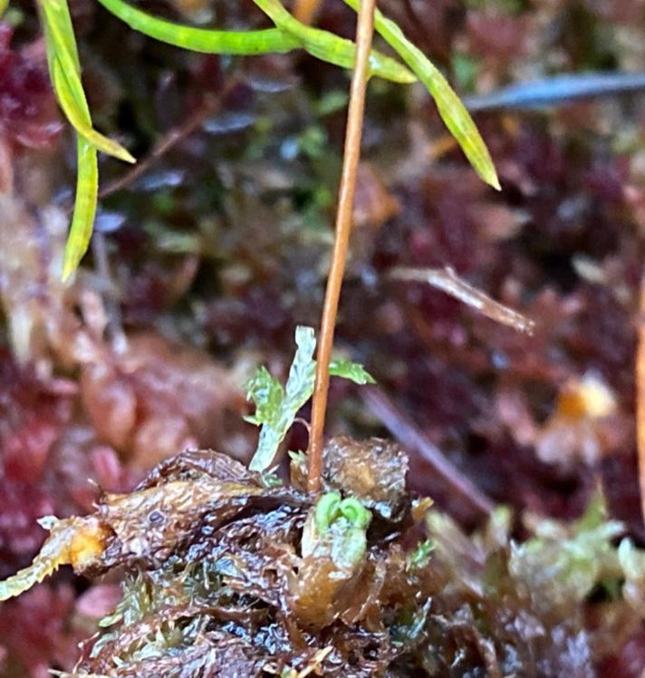 Rundbladet Soldug (Drosera rotundifolia)