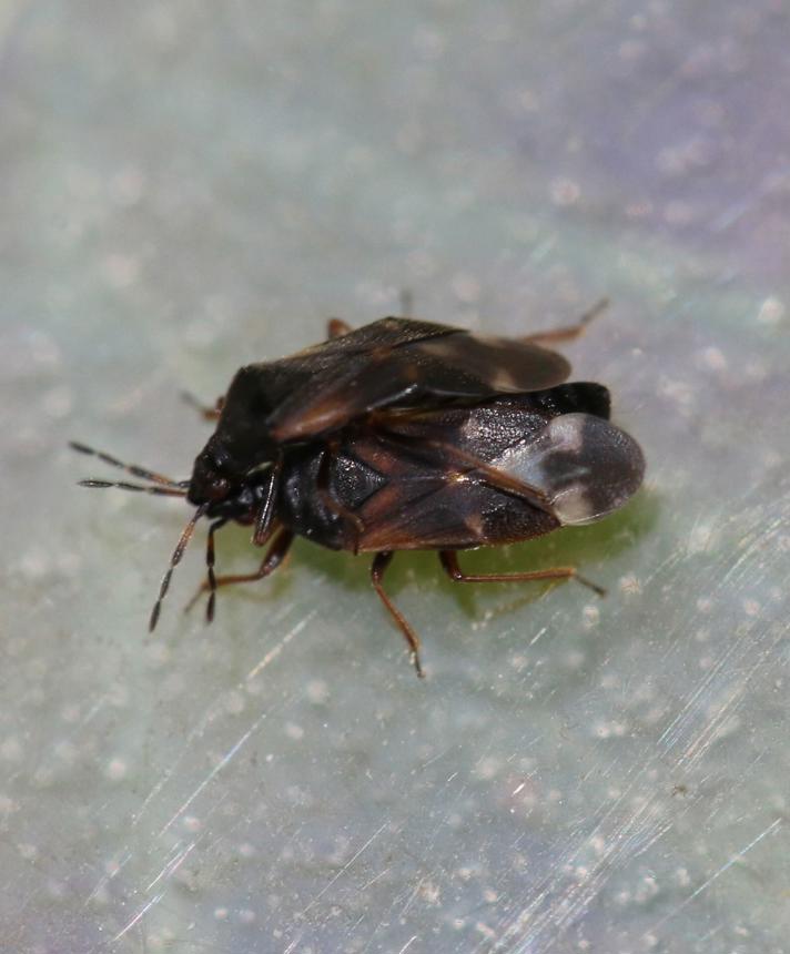 Anthocoris nemoralis