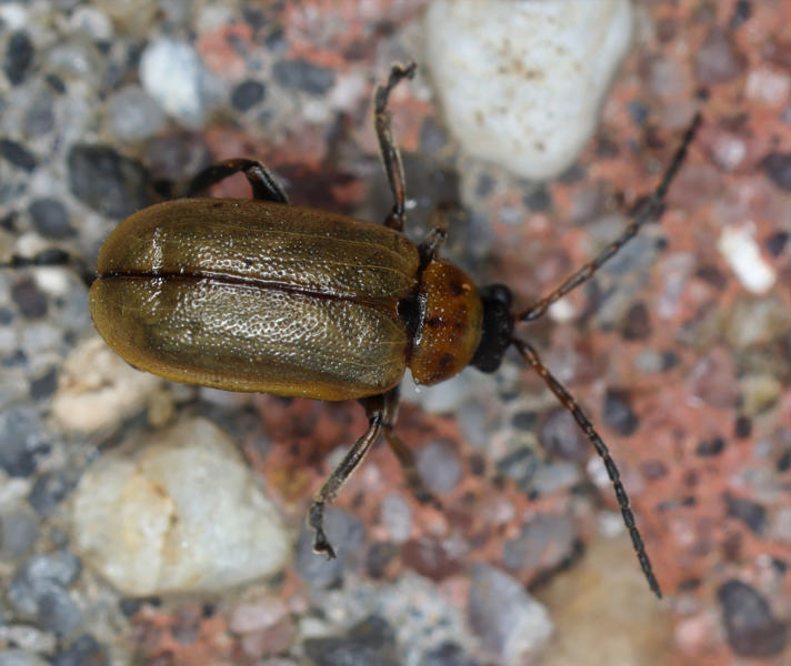 Lochmaea sp.