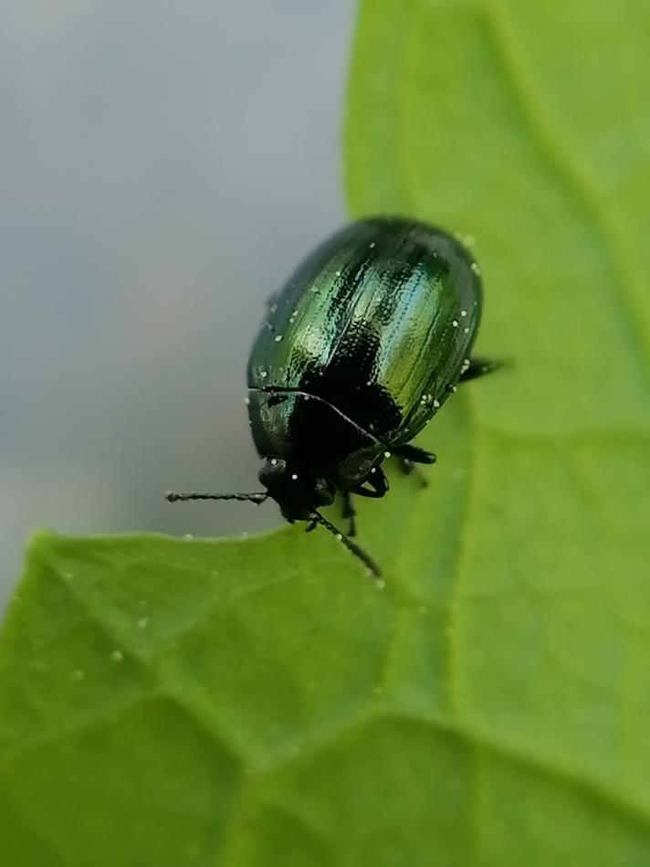 Phaedon concinnus