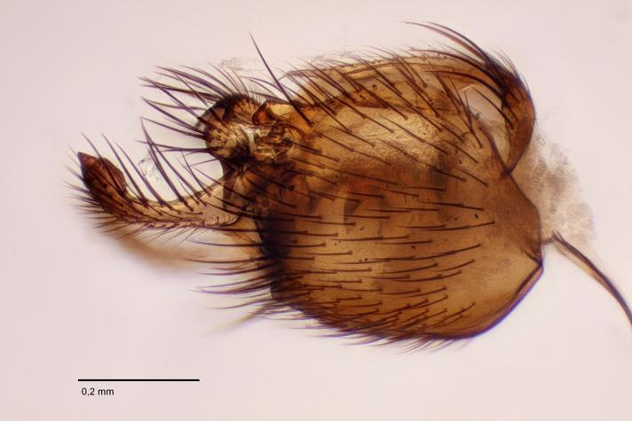 Rymosia fasciata