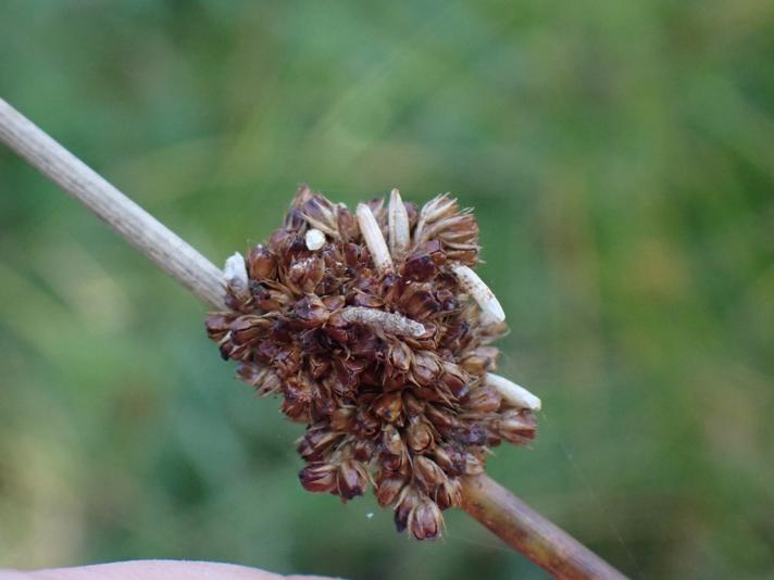 Coleophora caespititiella (Coleophora caespititiella)