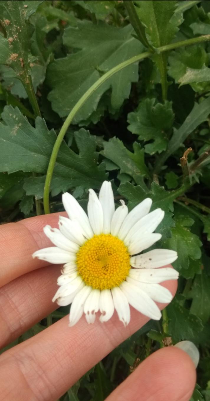 Leucanthemum ircutianum