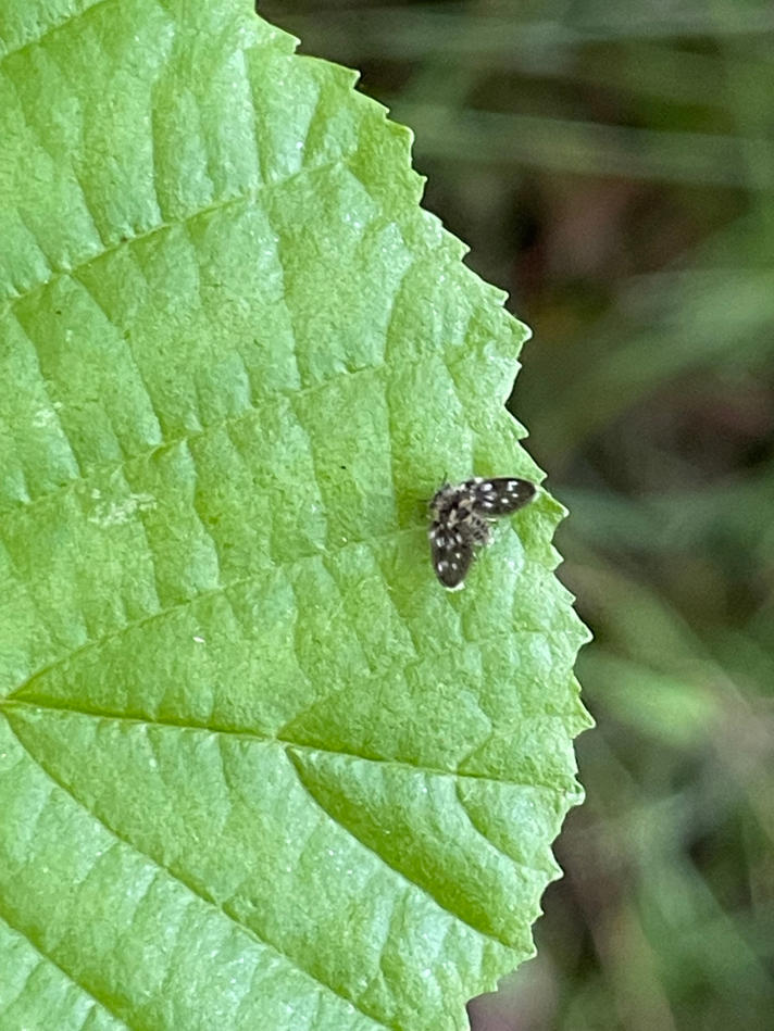 Clogmia albipunctata