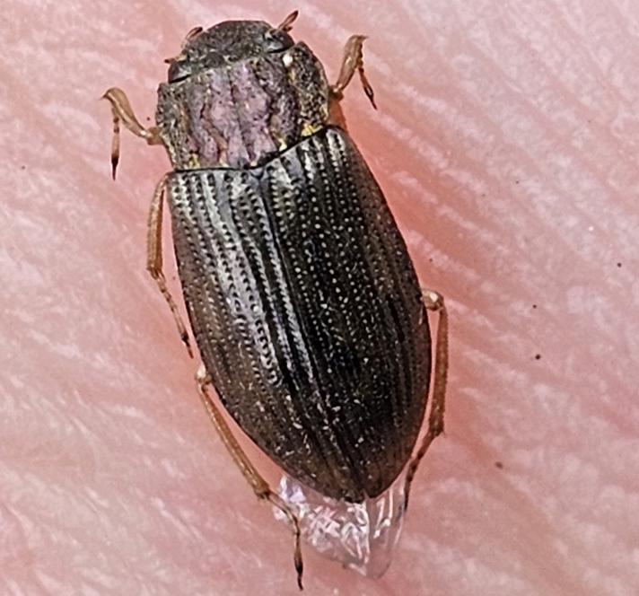 Helophorus sp.