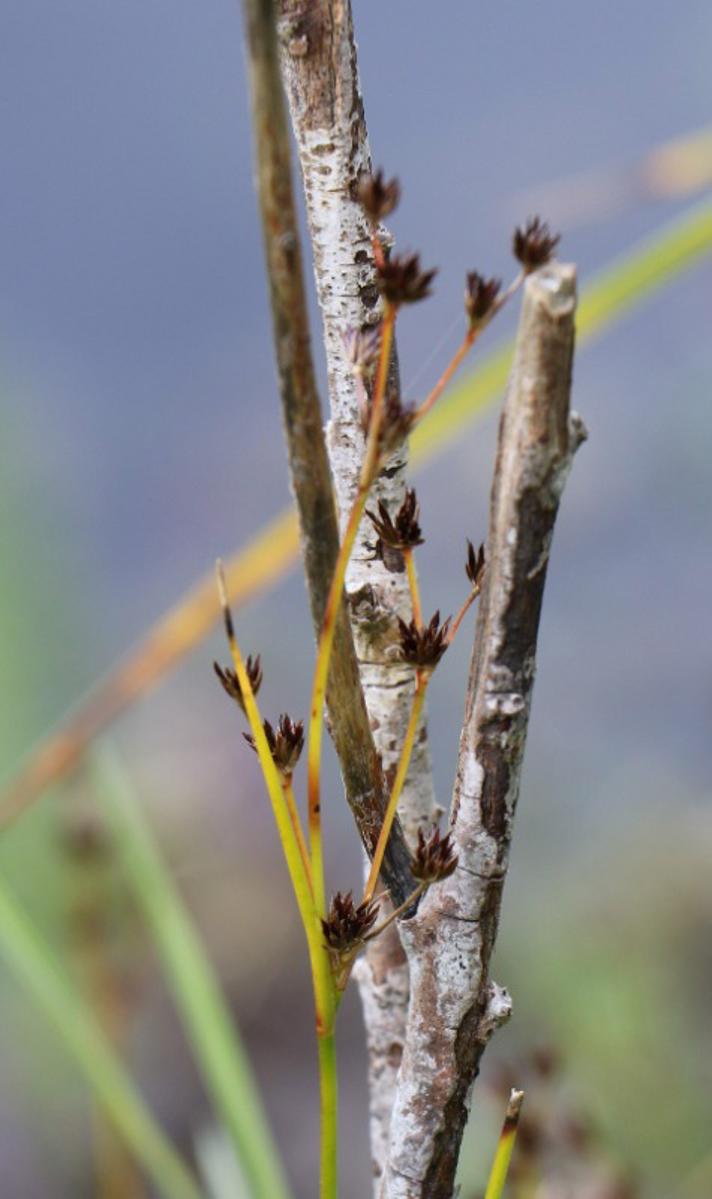 Glanskapslet Siv (Juncus articulatus)