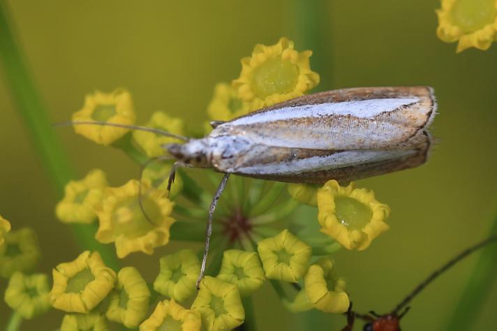 Catoptria margaritella