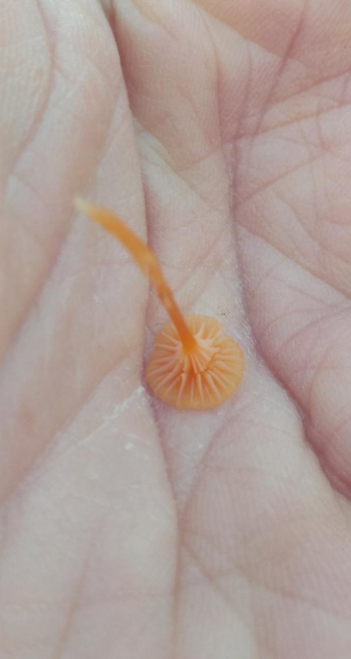 Orange Mosnavlehat (Rickenella fibula)