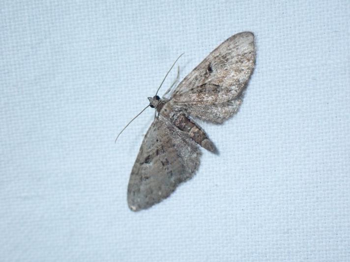 Augustdværgmåler (Eupithecia pusillata)