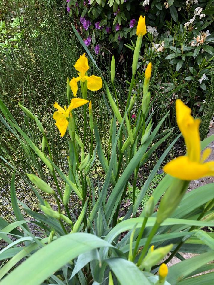 Gul Iris (Iris pseudacorus)