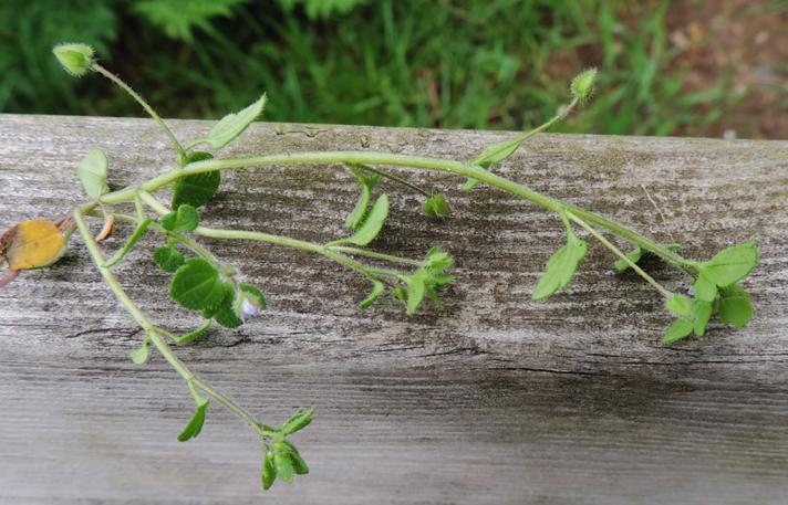 Krat-Ærenpris (Veronica hederifolia ssp. lucorum)