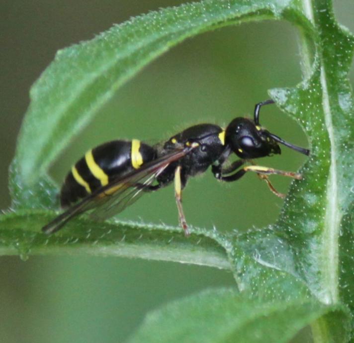 Ancistrocerus trifasciatus