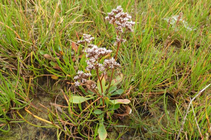 Tætblomstret Hindebæger