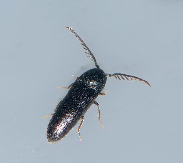 Microrhagus pygmaeus (Microrhagus pygmaeus)