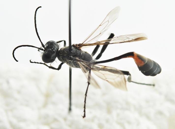 Ammophila pubescens