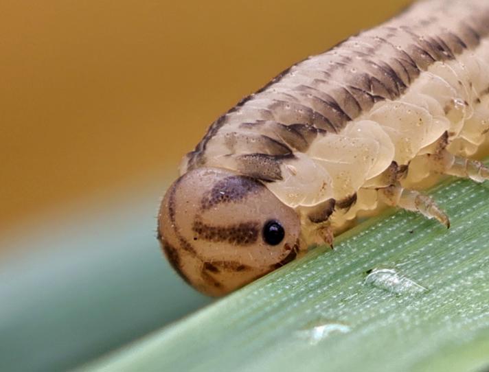 Tenthredopsis litterata