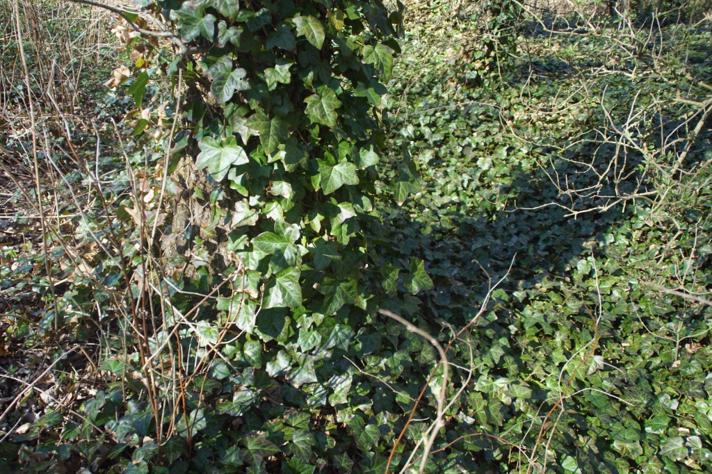 Irsk Vedbend (Hedera hibernica)