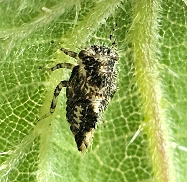 Macropsis sp.