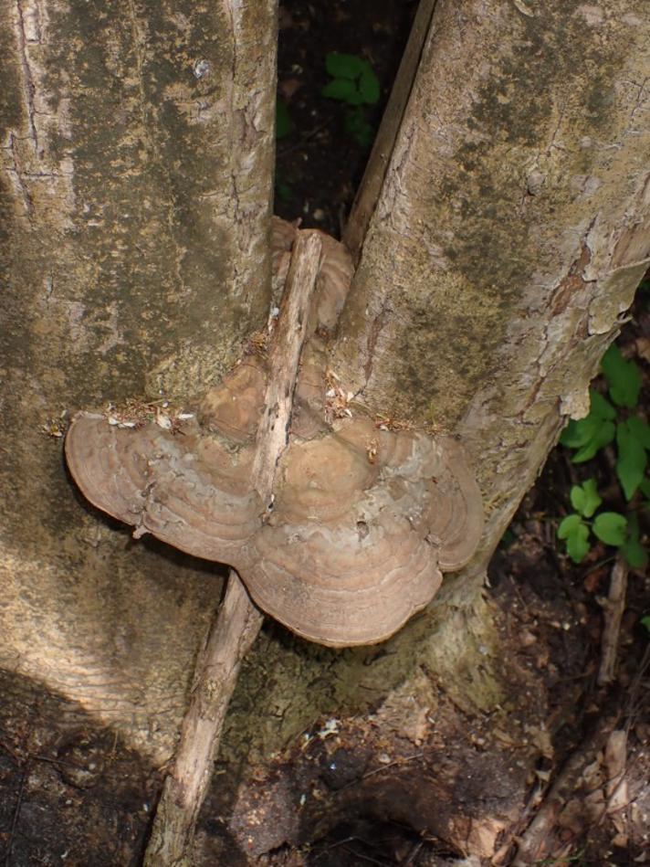 Flad Lakporesvamp (Ganoderma applanatum)