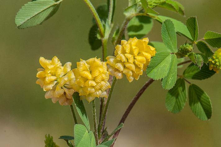 Gul Kløver (Trifolium campestre)