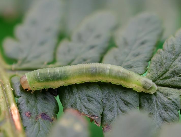 Aneugmenus coronatus