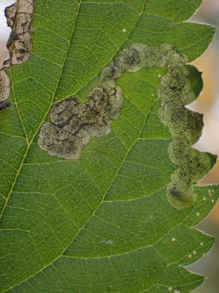 Agromyza reptans