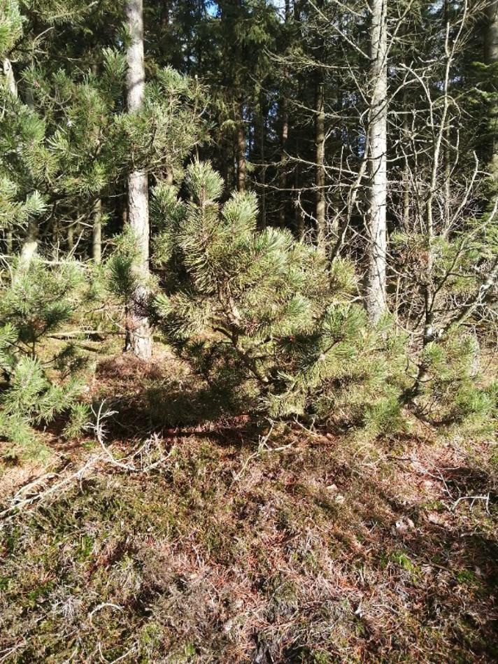 Almindelig Bjerg-Fyr (Pinus mugo var. mugo)