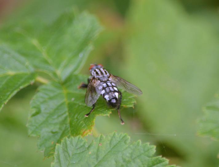 Sarcophaga carnaria