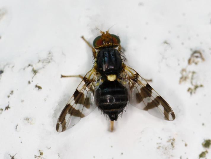 Rhagoletis cingulata