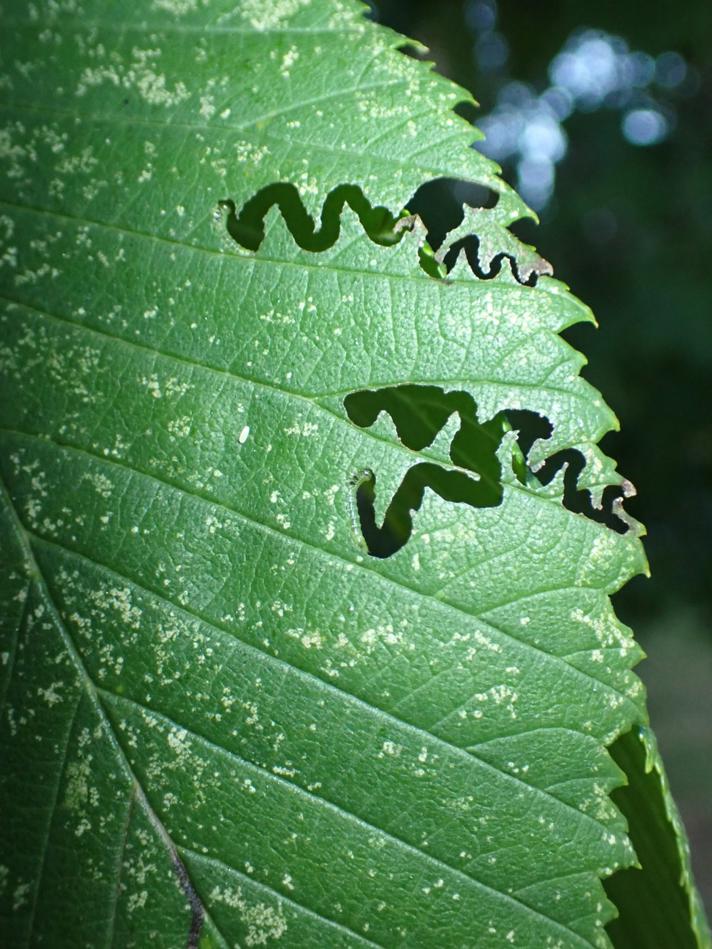 Aproceros leucopoda