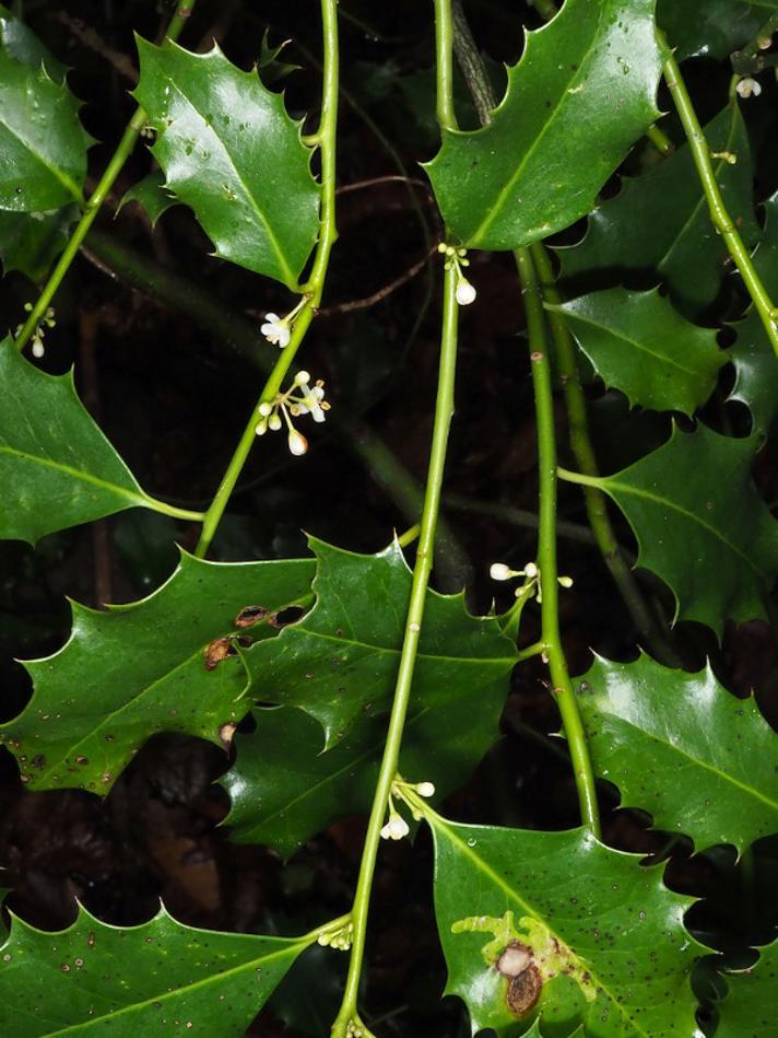Kristtorn (Ilex aquifolium)