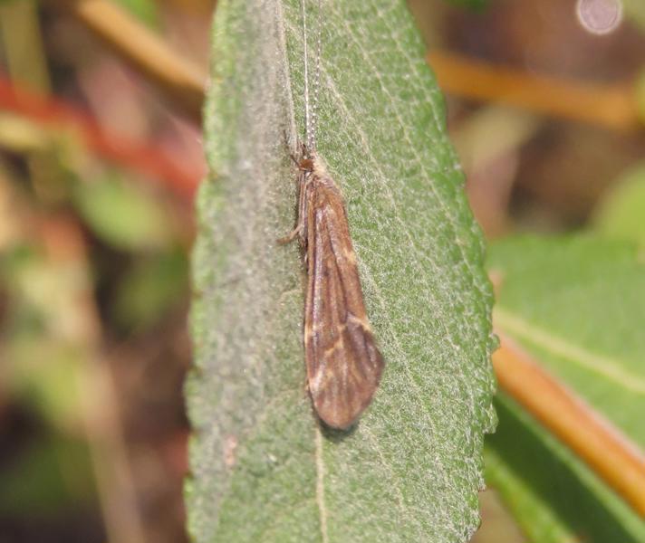 Athripsodes cinereus (Athripsodes cinereus)