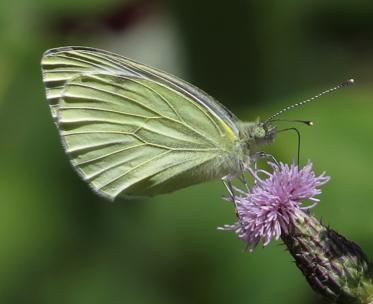 Fotograf: Inge Linden