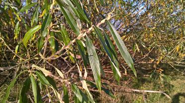 Langbladet Pil (Salix stipularis) - Naturbasen