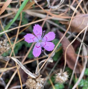 Bakke Nellike Dianthus Deltoides Naturbasen