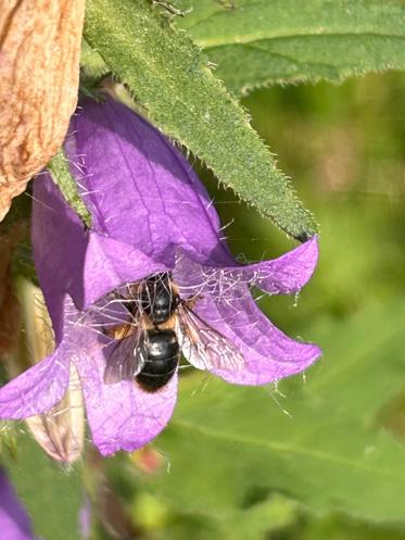 Fotograf: catrine hancke