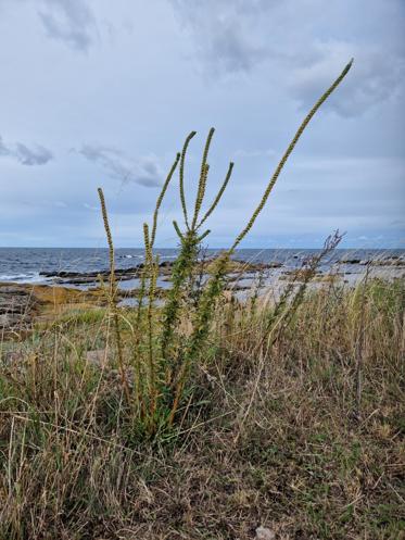 Fotograf: Henrik Baark