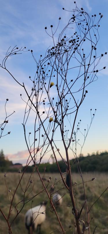 Fotograf: Andreas  Lomborg 