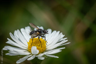 Fotograf: Jan Lyngby